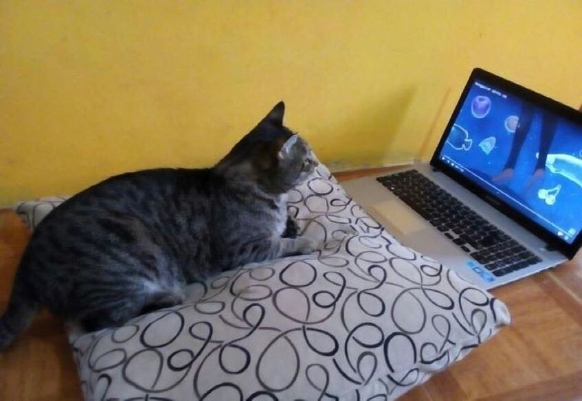 Cat in front of laptop